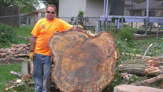 Tree Trimming & Removal